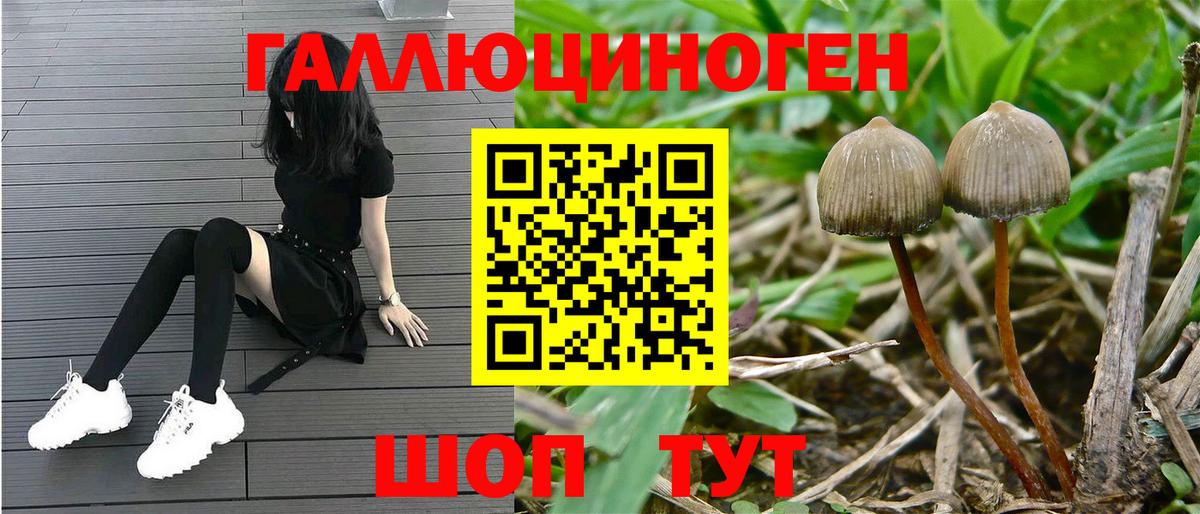 Псилоцибиновые грибы прущие грибы Губкинский